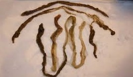 Rope Worms Encyklopedia Pasozytow